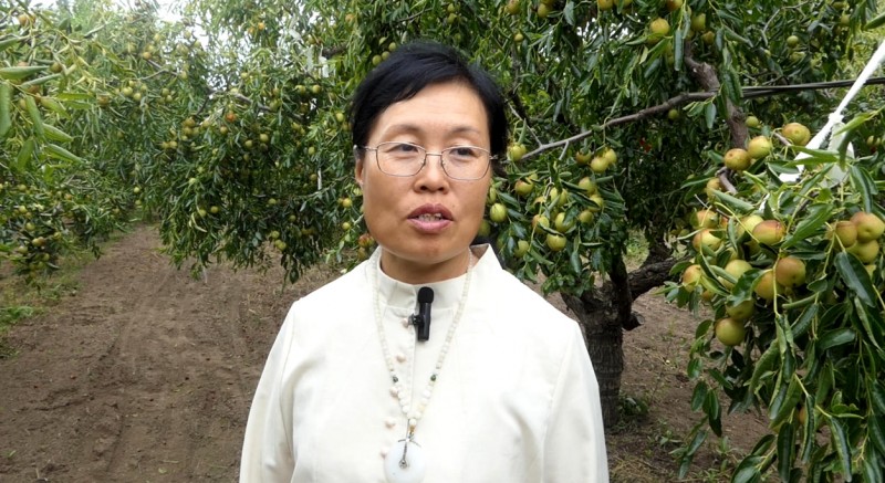 黄骅碳氢核肥冬枣基地迎丰收：增产三成零农残，绿色种植结出“放心果”