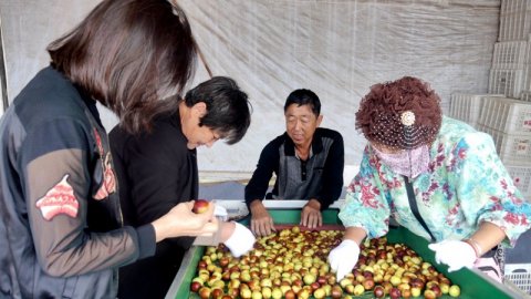 黄骅碳氢核肥冬枣基地迎丰收：增产三成零农残，绿色种植结出“放心果”